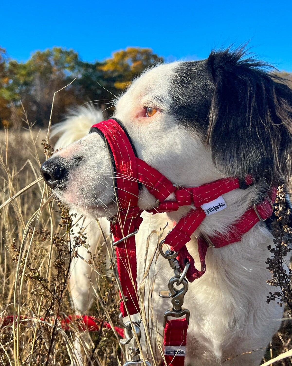 JettaJacks 🍁Coal Ultimate Head Harness