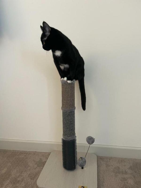 PetPals Group URBANE 5 Cat Post w/Toy