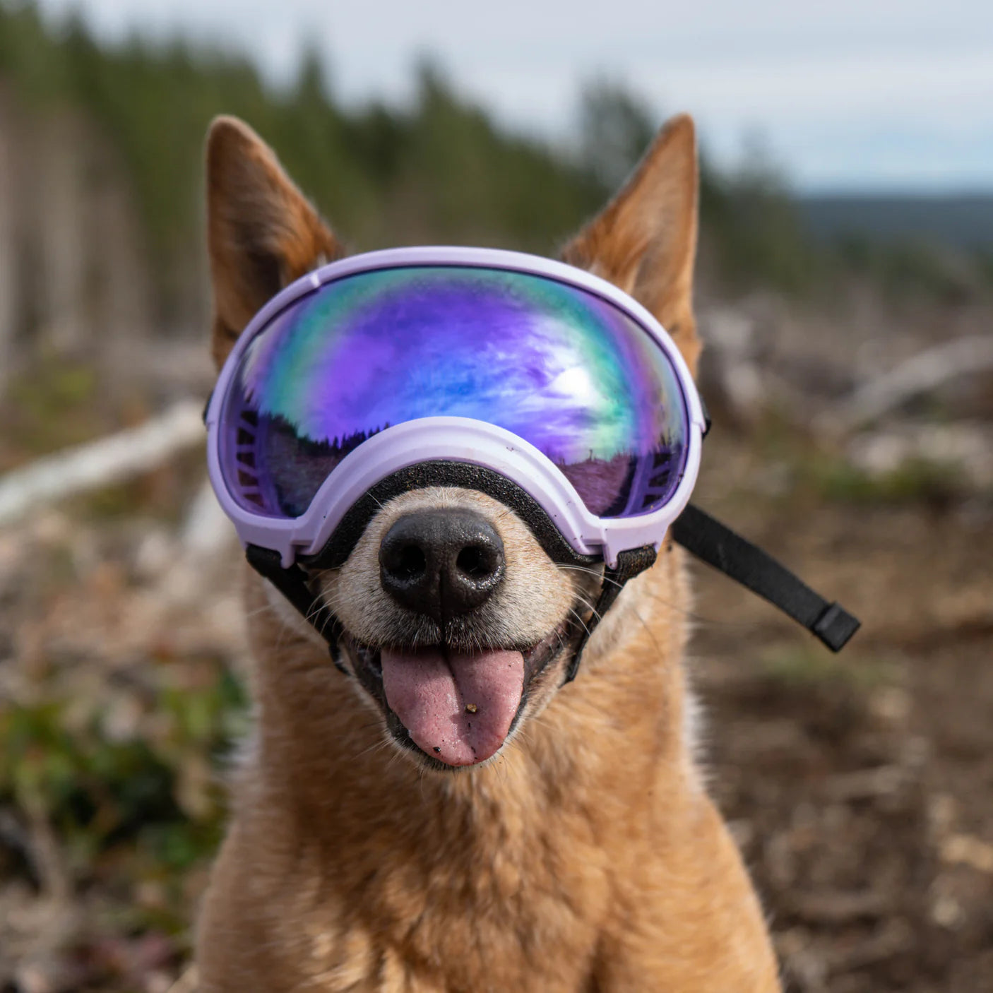 Rex Specs V2 Purple Mirror Lens