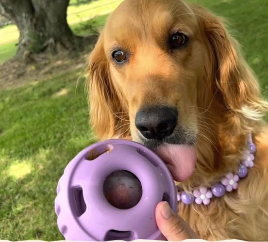 Woof Pupsicle Lavender