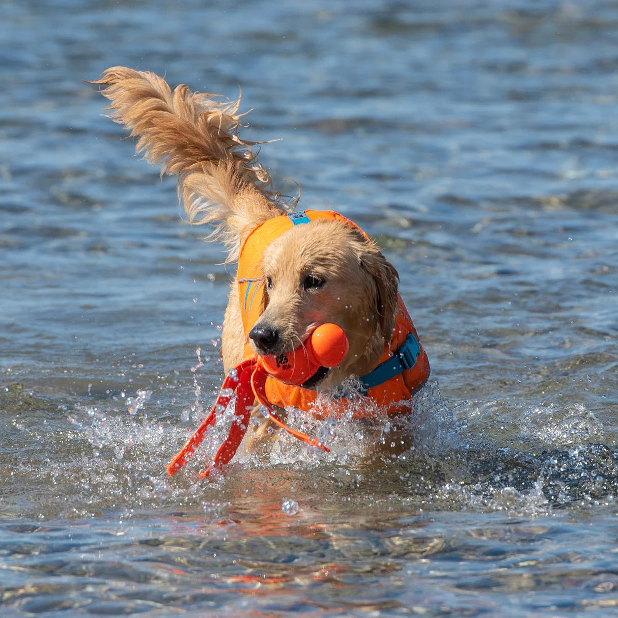 RC Pets🍁 Tidal Life Vest
