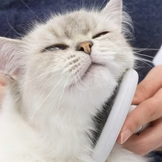 Catit 🍁Grooming Kit Long Hair Cat