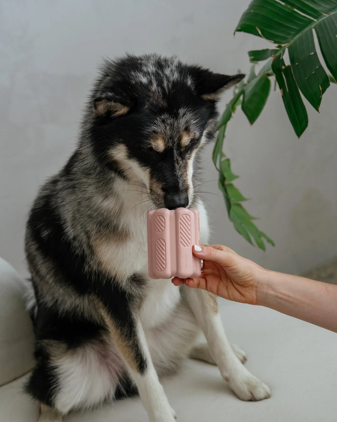 DexyPaws 🍁Blush Pink - Interactive Toy for Powerful Chewers