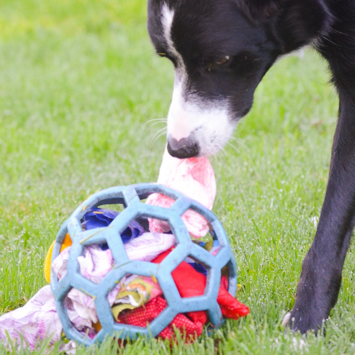 JW Pet Hol-ee Roller