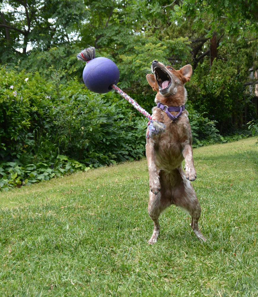 Jolly Pets Romp-n-Roll Ball Asst'd