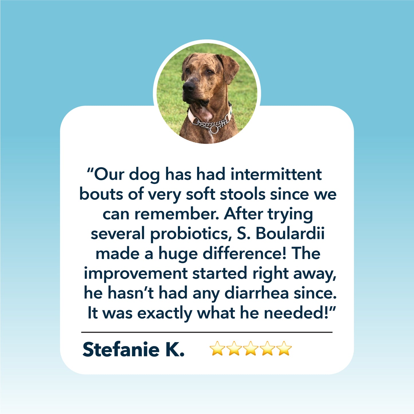 Four Leaf Rover Saccharomyces boulardii - Yeast-Based Probiotics For Dogs