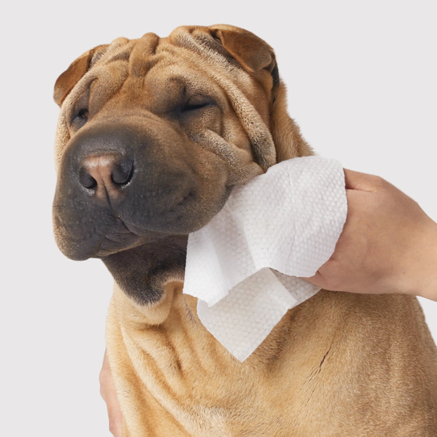 Dandylion π Gentle Cleanse Dog Wipes