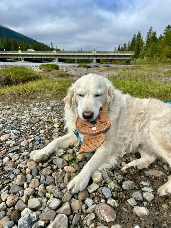 The Doghouse π Leather & Wool Beaver