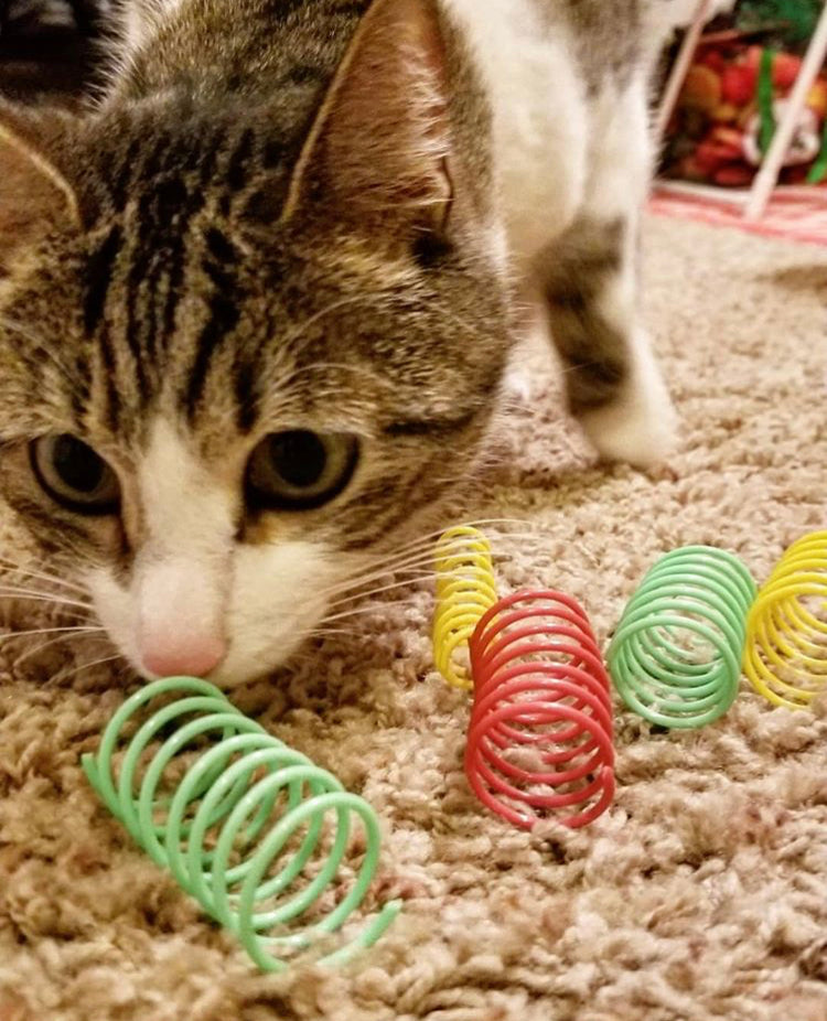 Spot® Colorful Springs Wide (10 Pack)