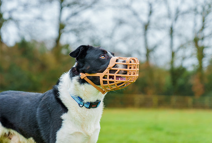 Baskerville Classic Basket Muzzle