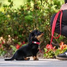 RC Pet 🍁Black Petite Primary Clip Collar