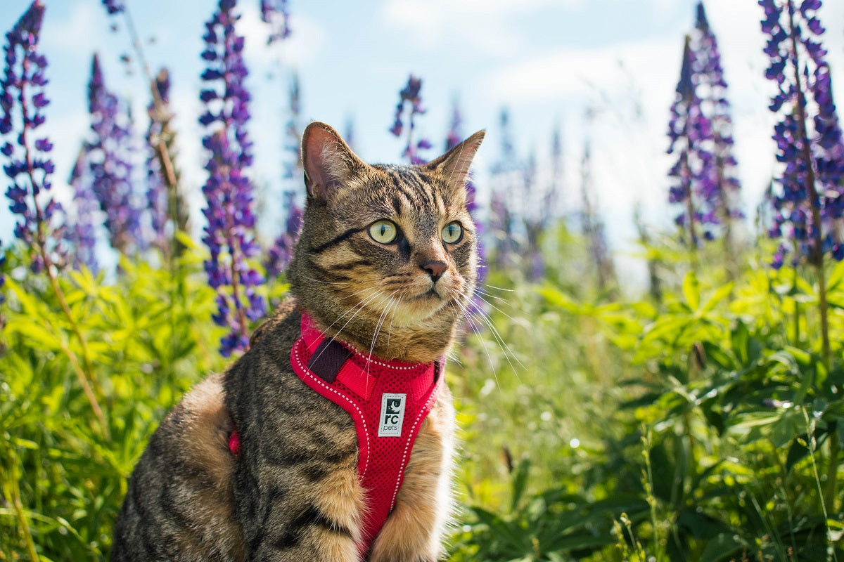 RC Pets 🍁Black/Grey Moto Control Harness