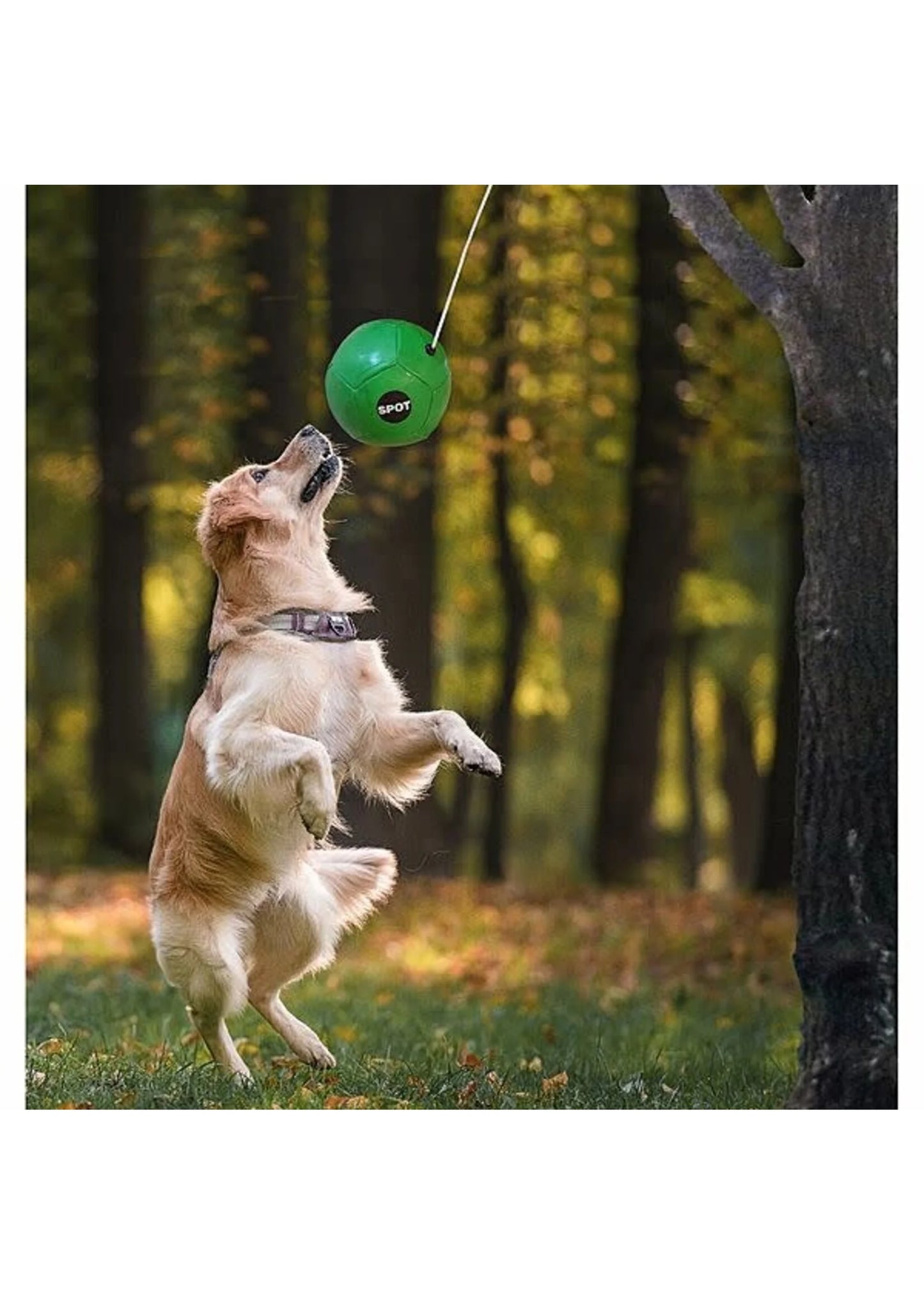 SPOT - Tether Ball Interactive Dog Toy