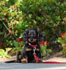 RC Pets 🍁1/2 x 6ft Black Petite Primary Leash