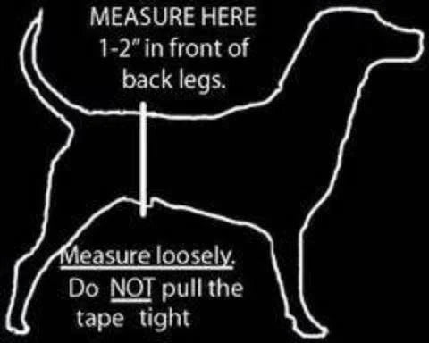Jack & Jill 🍁Washable Male Dog Belly Band - Black