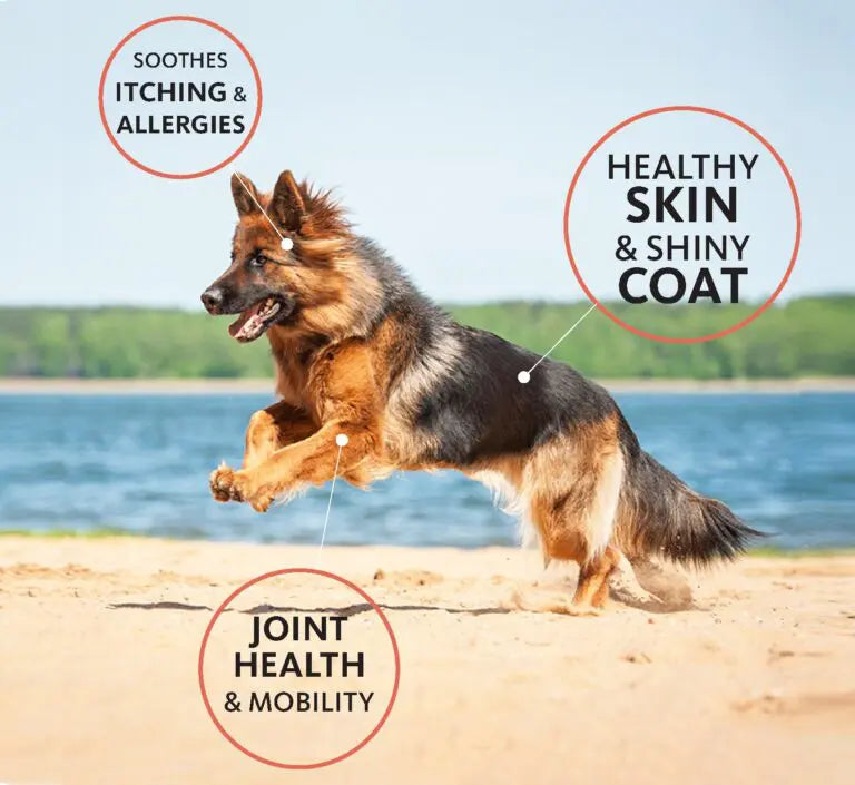 Brilliant Salmon Oil for Dogs & Cats