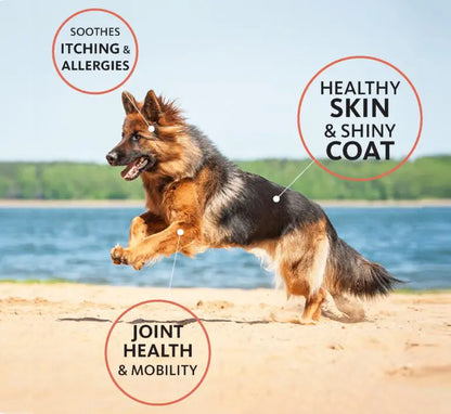 Brilliant Salmon Oil for Dogs & Cats