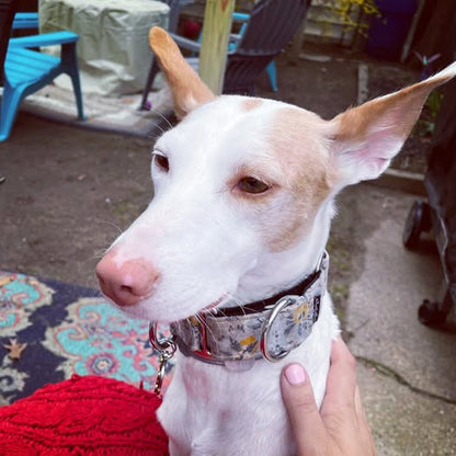 Wiggle Bumz 🍁 Lemons Martingale