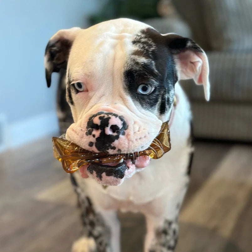 Wag & Bright Mighty Marrows Pork & Parsley Dental Chew for Dogs