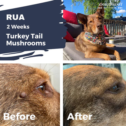 Adored Beast 🍁Myco Biome Turkey Tail Mushrooms