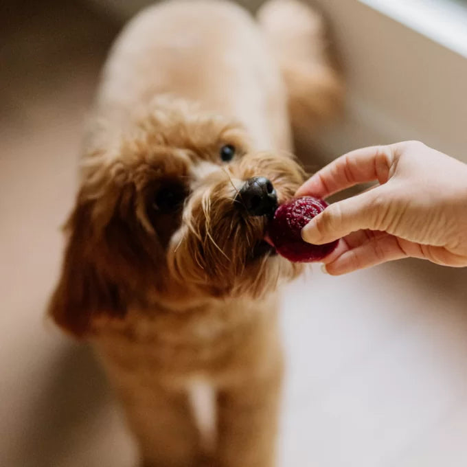 Faim Museau 🍁Healthy Delicacies Frozen Berry Delight 6 x 30g