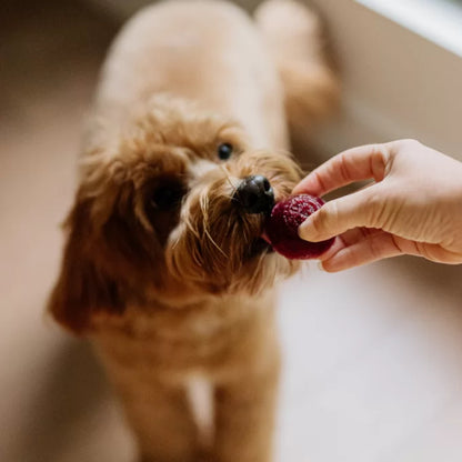 Faim Museau 🍁Healthy Delicacies Frozen Berry Delight 6 x 30g