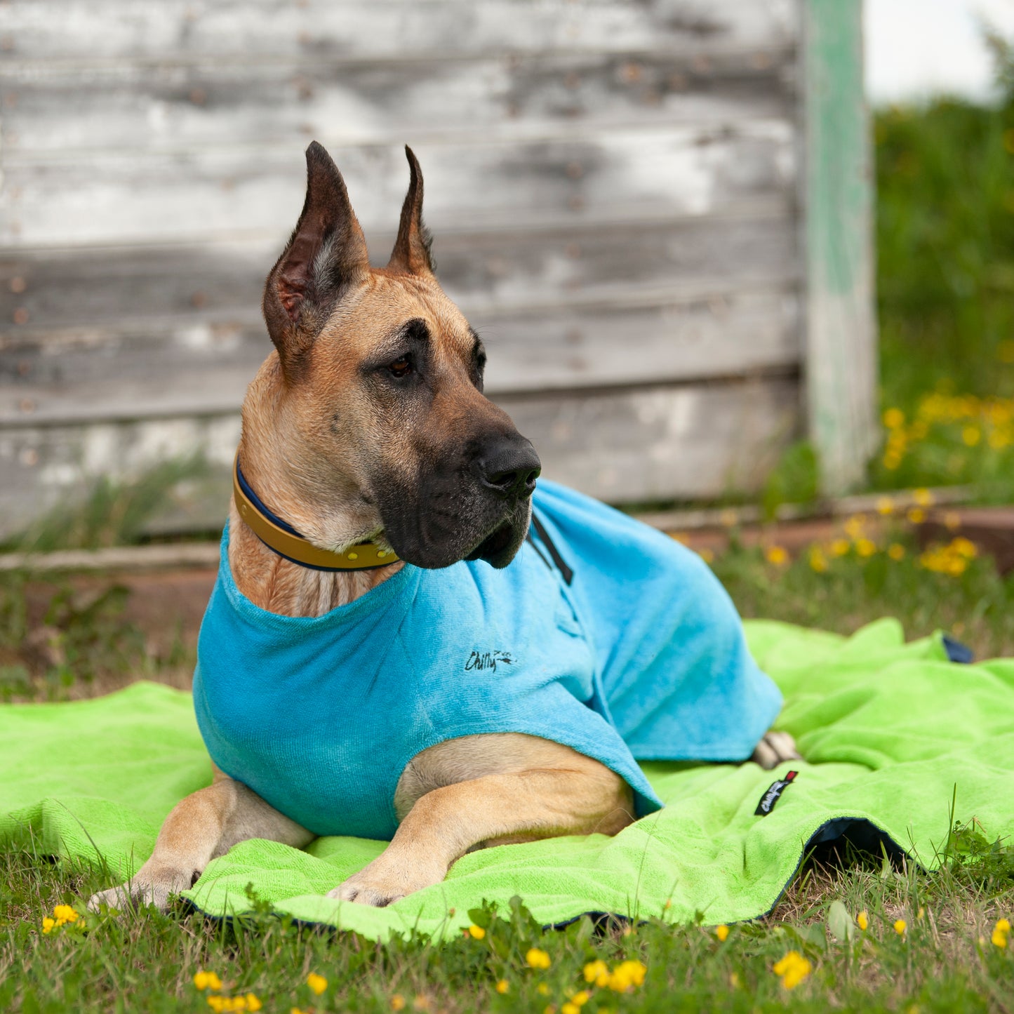 Chilly Dogs🍁 Turquoise Soaker Robe