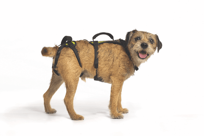 Help Em Up Small Conventional Harness 25-45lbs