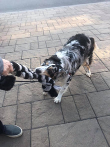 Schum-Tug 🍁Grey & Black