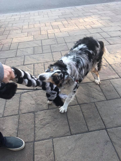 Schum-Tug 🍁Grey & Black