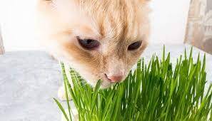 Homegrown Cat Grass
