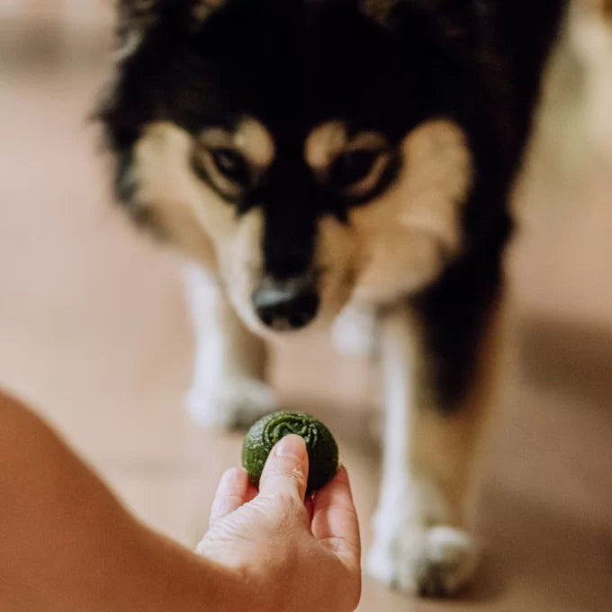 Faim Museau 🍁Healthy Delicacies Green Smoothie 6 x 30g  🍁