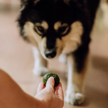 Faim Museau 🍁Healthy Delicacies Green Smoothie 6 x 30g  🍁