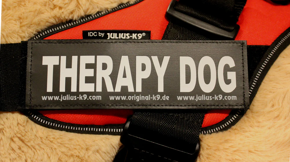 Julius K9 🍁Therapy Dog Patch