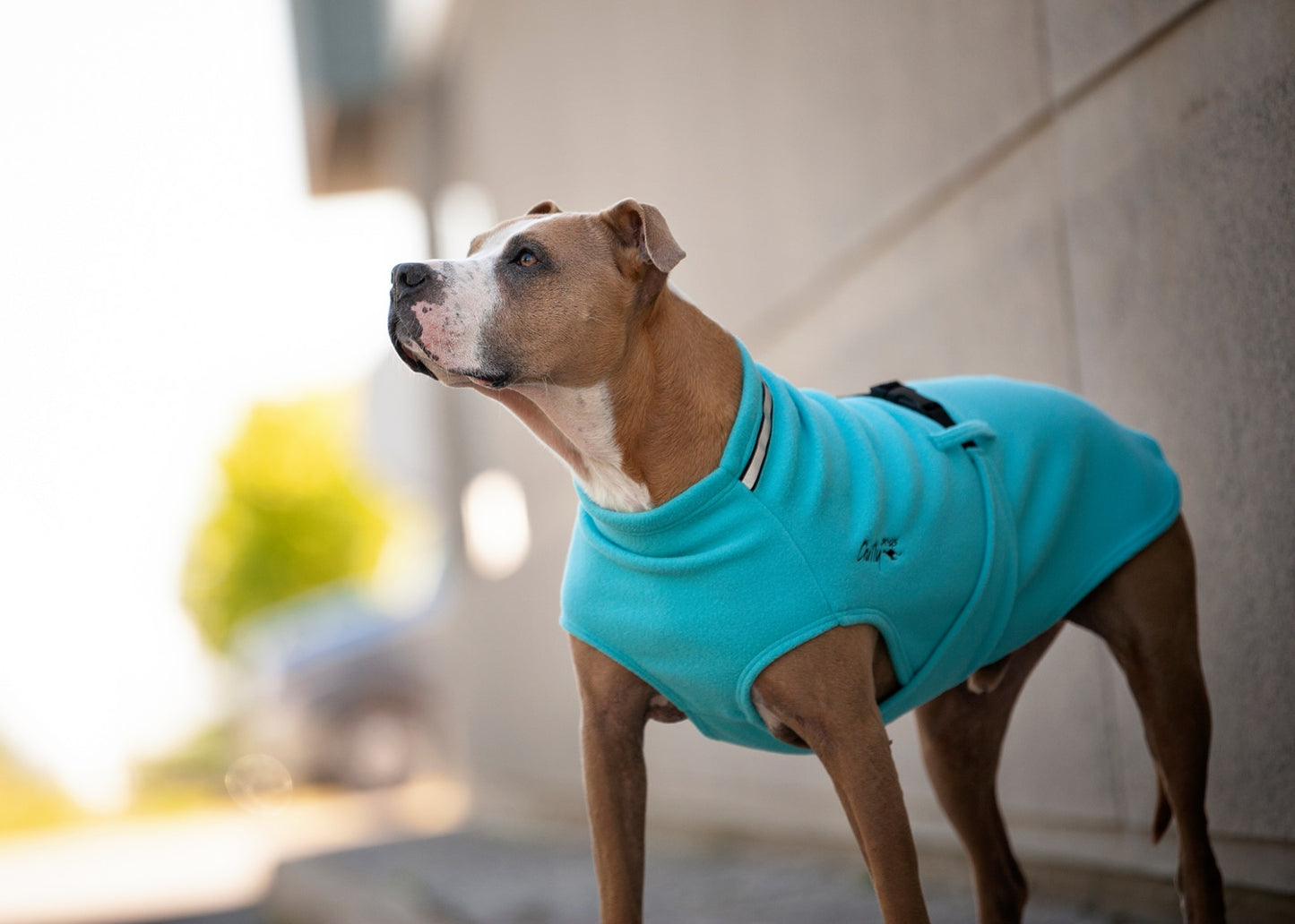 Chilly Dogs 🍁Arctic Blue Standard Fleece Sweater