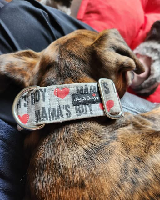 Wiggle Bumz 🍁Mama's Boy Martingale Collar