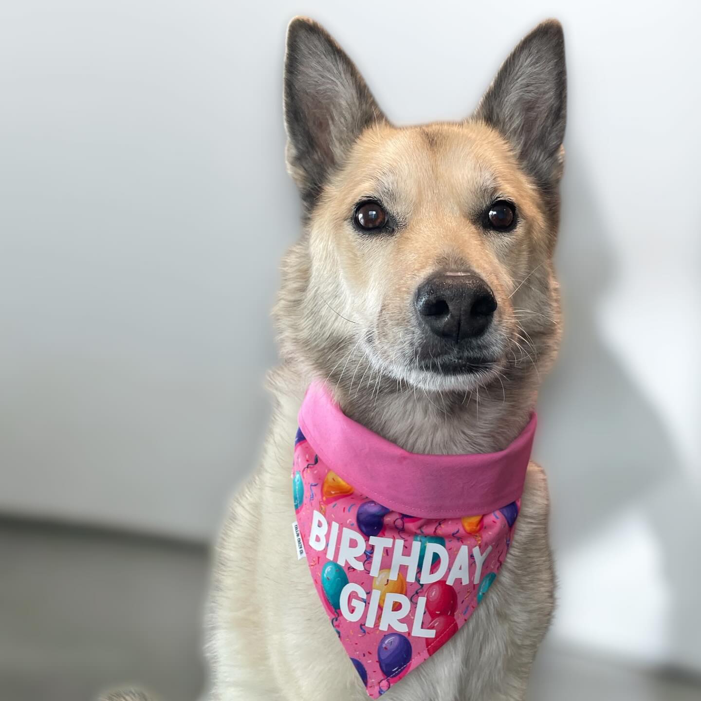Collar Crazy Co 🍁Pink Happy Birthday Dog Bandanna