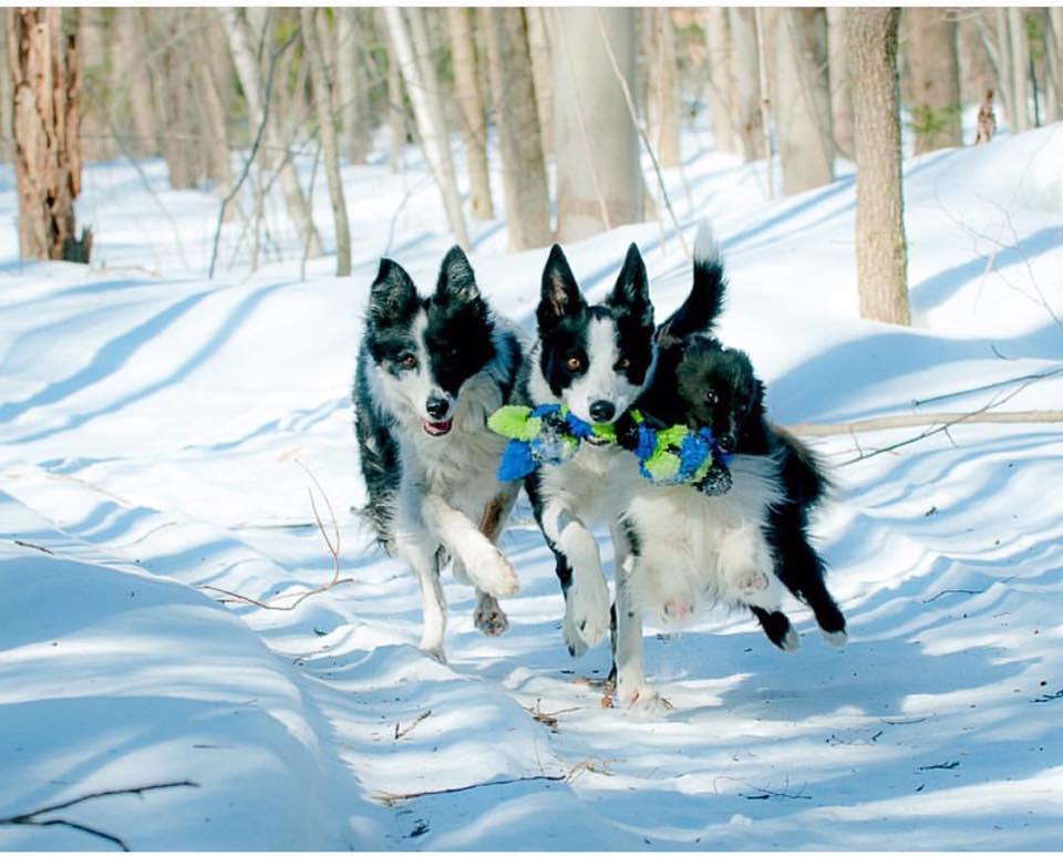 Schum-Tug 🍁Grey & Black