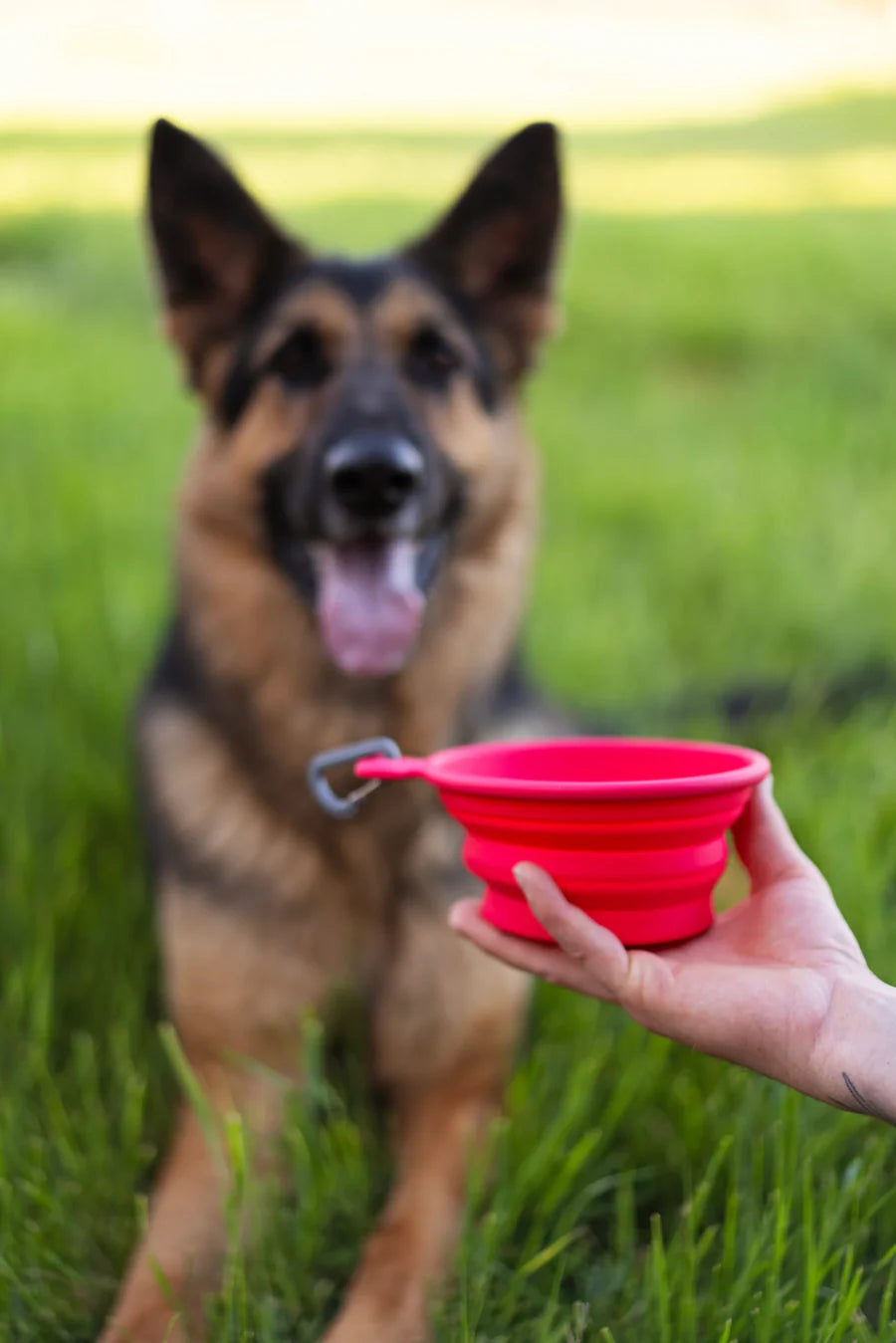 Messy Mutts 🍁Silicone Collapsible Bowl 1.75 Cups,