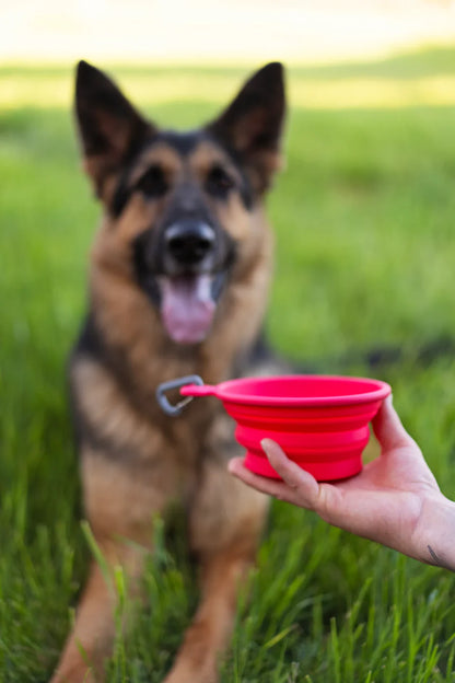 Messy Mutts 🍁Silicone Collapsible Bowl 1.75 Cups,