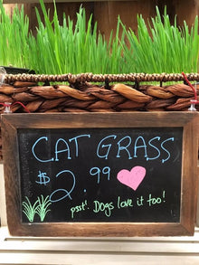 Homegrown Cat Grass