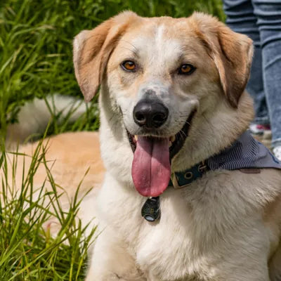 Tickless Classic Black Ultrasonic Tick and Flea Repellent