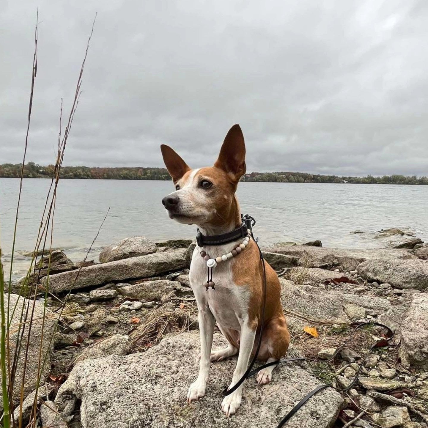 Bog Dog🍁 EM Flea & Tick Collar 12MM
