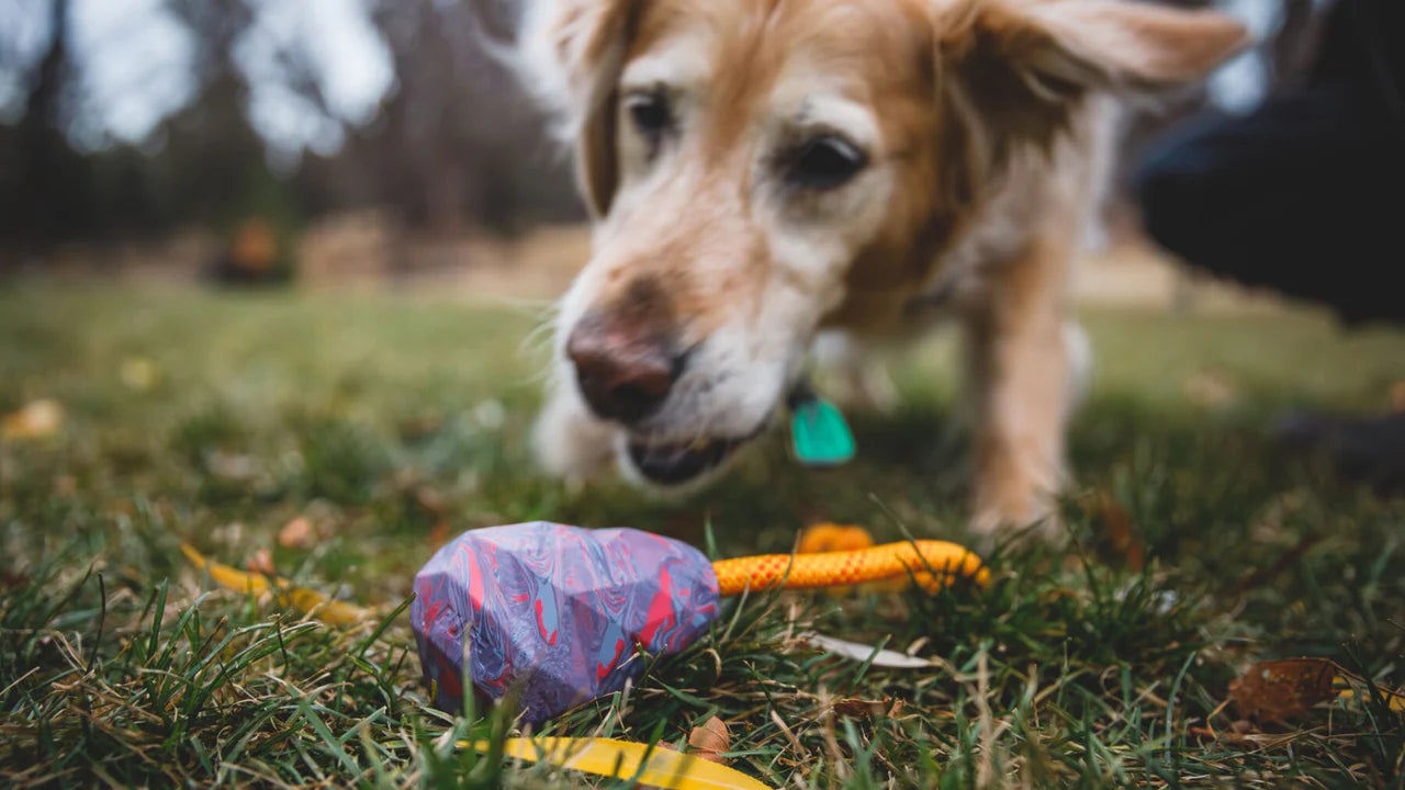Huck-a-Cone Toy Medium