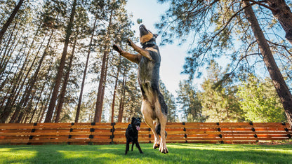 Ruffwear Blue Prism Toadstool Rubber Dog Toy