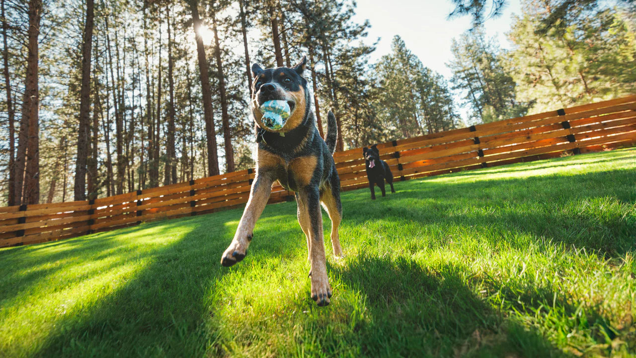 Ruffwear Blue Prism Toadstool Rubber Dog Toy
