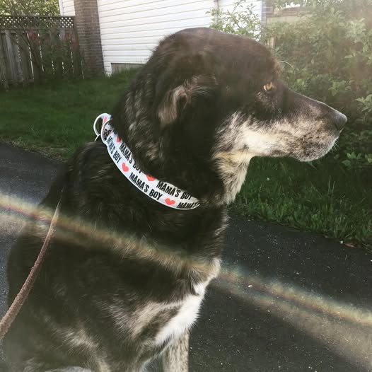 Wiggle Bumz 🍁Mama's Boy Martingale Collar