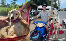 Tina The Dog Who Changed The World by Niall Harbison