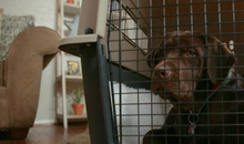 Petmate Ultra Vari Kennel 40" 70-90 LB Tan / Brown