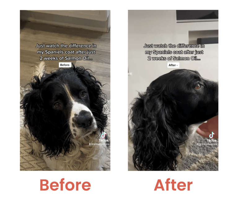 Brilliant Salmon Oil for Dogs & Cats